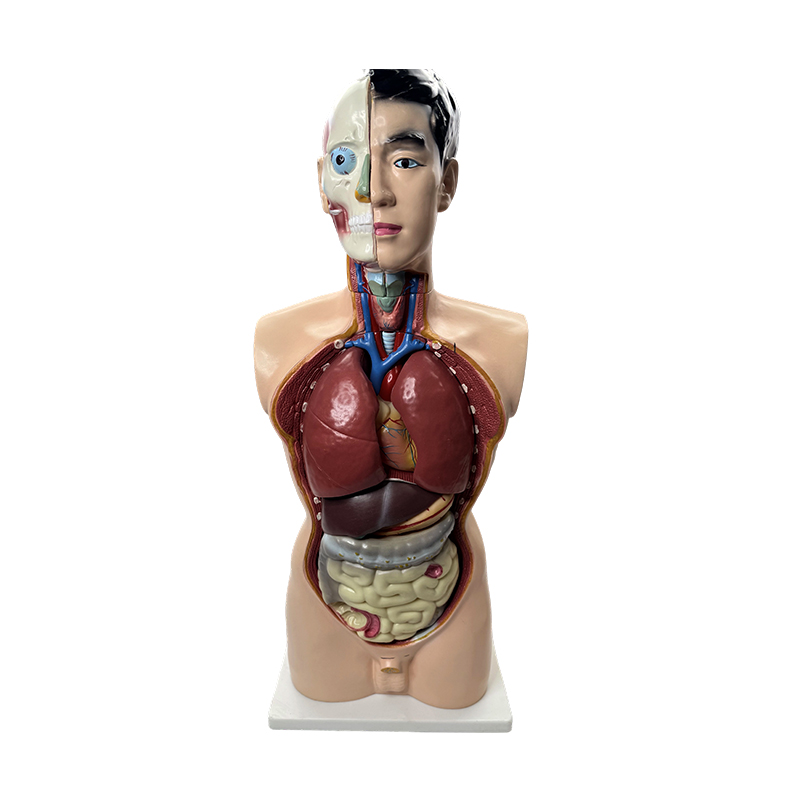 Medical anatomy model 85cm male torso model